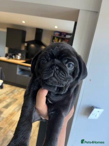 Pug dogs MALE PUG PUPPIES, READY TO LEAVE - Advert 1