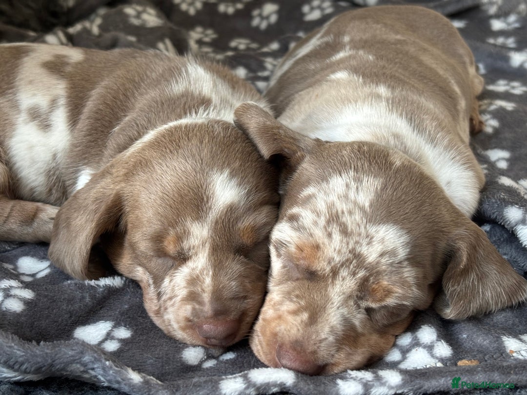 Miniature Dachshund dogs for sale: Miniature dachshund girl  - Advert 11