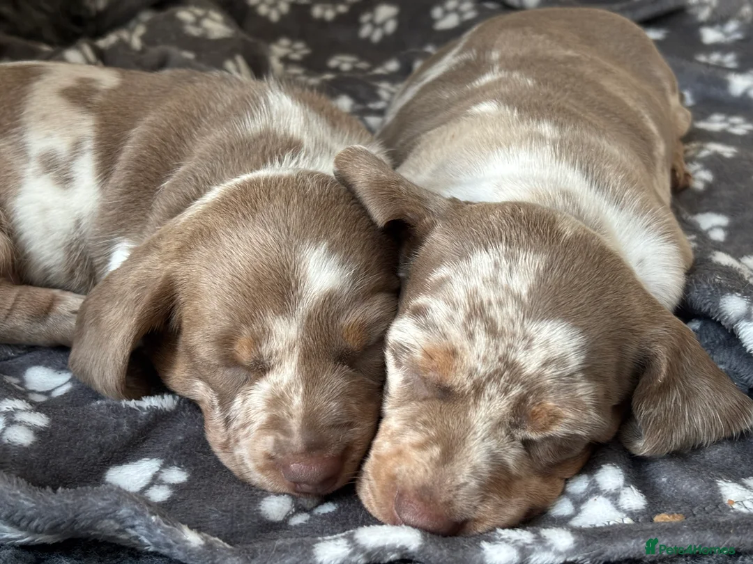 Miniature Dachshund dogs for sale: Miniature dachshund girl  - Advert 11