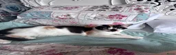 Mixed Breed cats for sale: Girl kittens - Advert 11