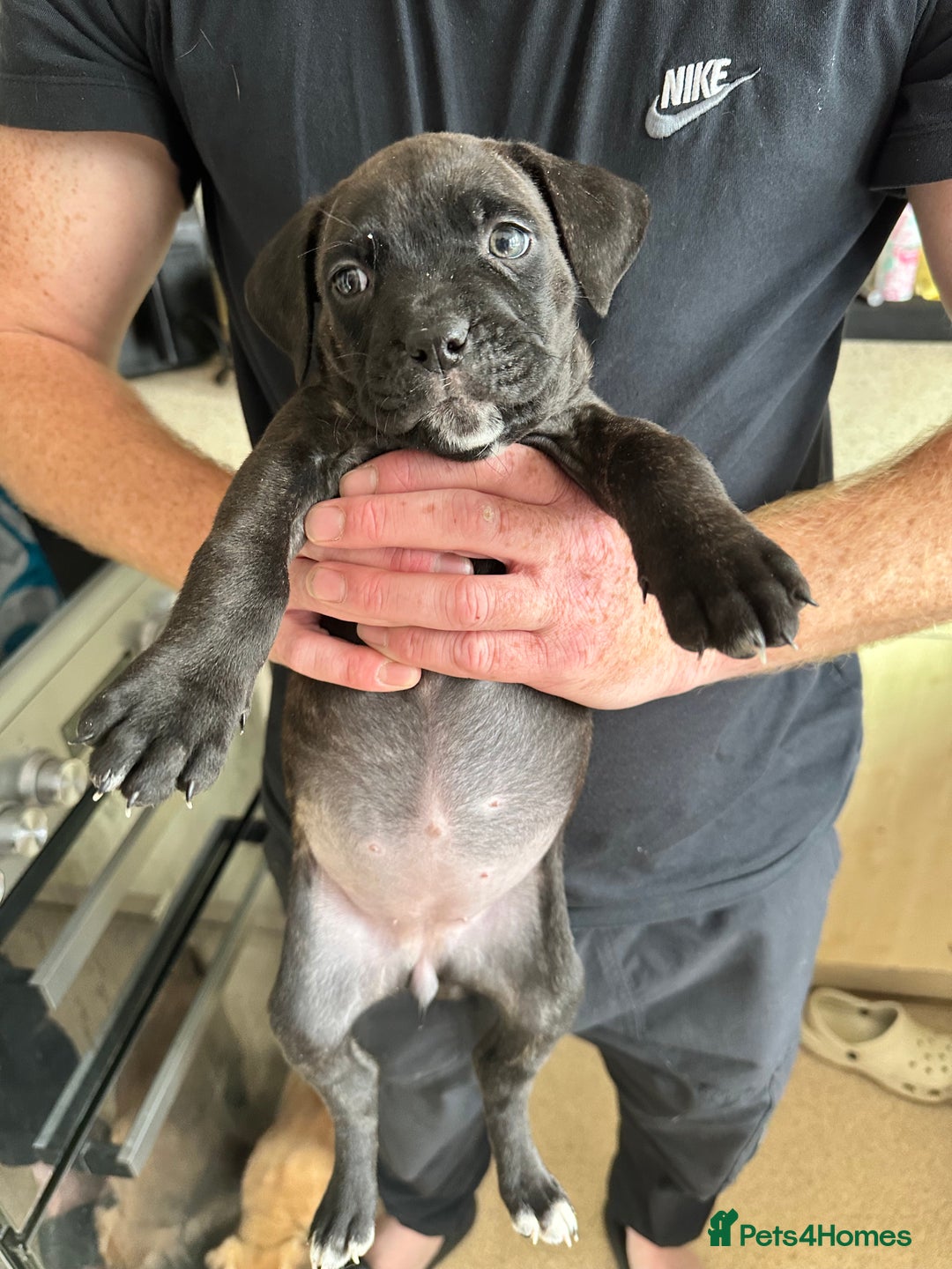 Mixed Breed dogs for sale: Cane corso x Staffordshire bull terrier  - Image 9