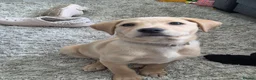 Labrador Retriever dogs for sale: Yellow Labrador puppy - Advert 5