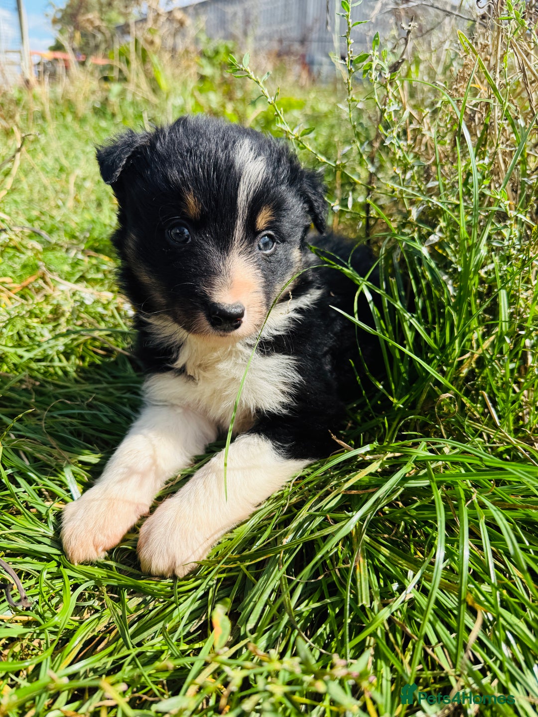 Border Collie dogs for sale: Gorgeous Border Collie puppies  - Image 1