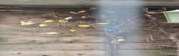 Mixed Breed birds for sale:  Star, Gouldians, Grass Finch and canaries - Advert 3