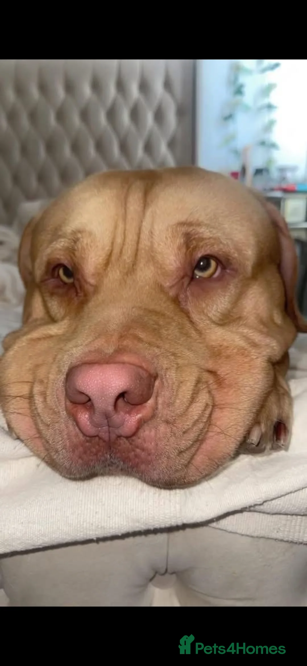 Mixed Breed dogs for sale: Greened eyed by sharpi cross mastiff  - Advert 1
