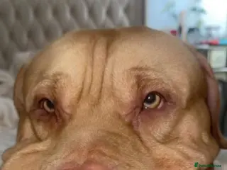 Mixed Breed dogs Greened eyed by sharpi cross mastiff - Advert 1