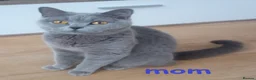 British Shorthair cats for sale: Beautiful British Shorthair Kittens for Sale - Advert 10