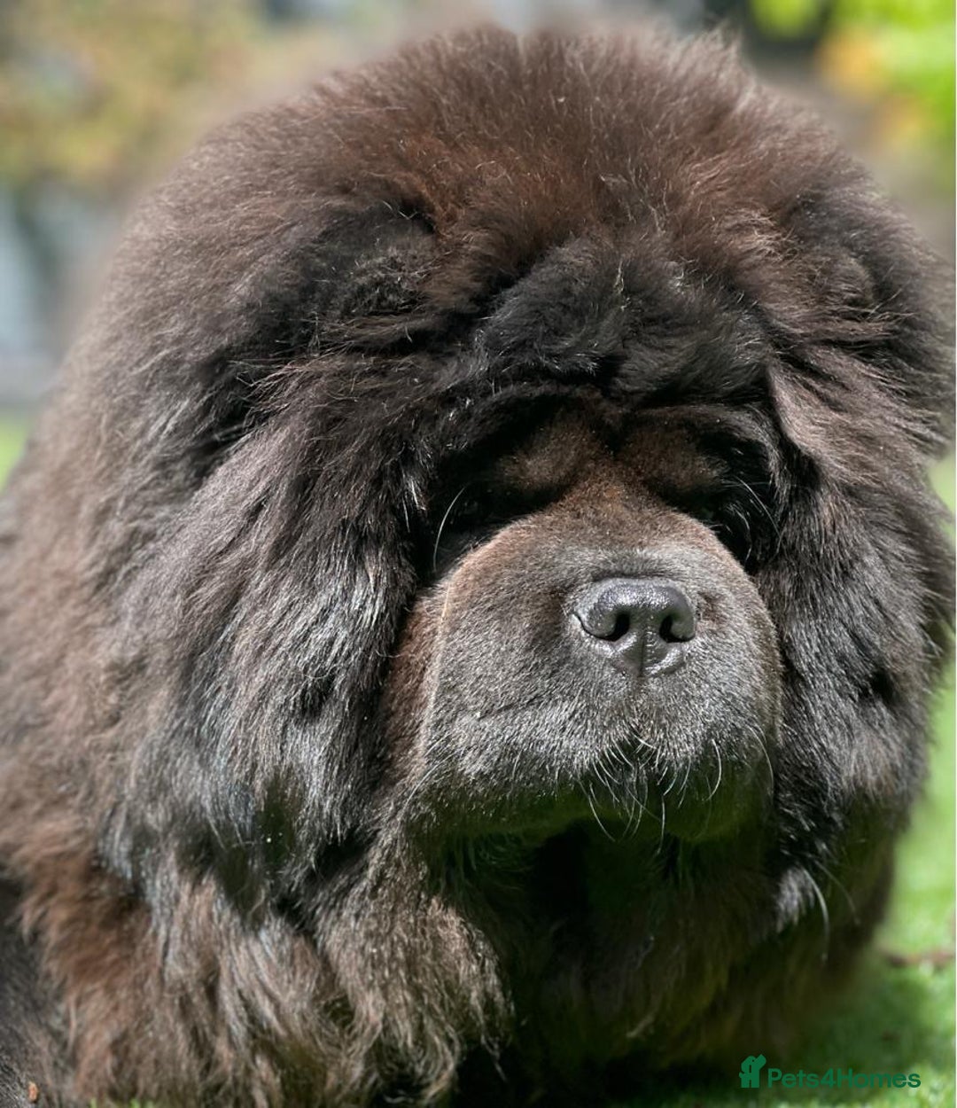 Chow Chow dogs for sale: 🧸🧸Beautiful Chow Chow Puppies🧸🧸 - Advert 18