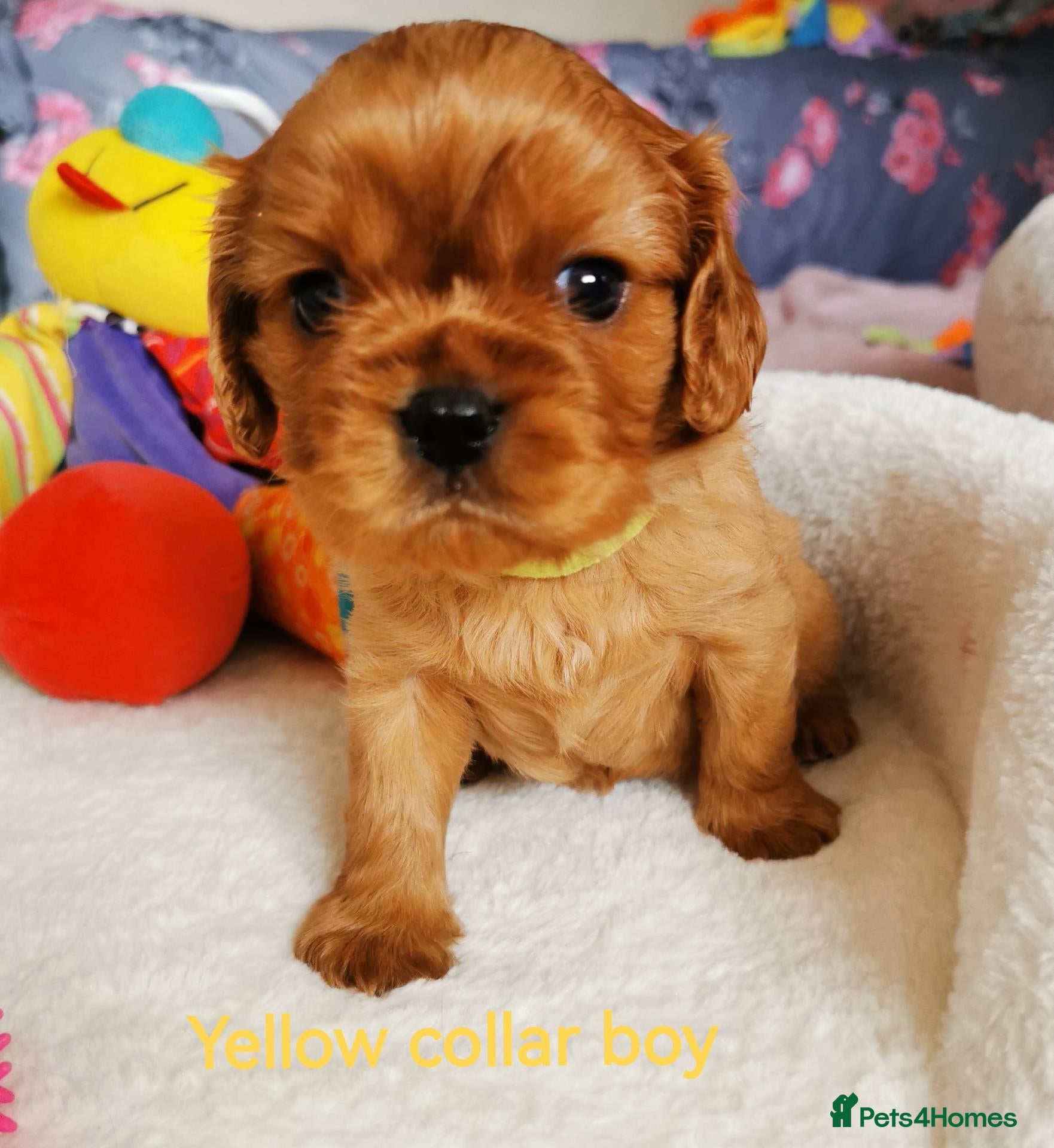 Cavalier King Charles Spaniel dogs Ruby KC registered and DNA tested cavalier boys - Advert 2