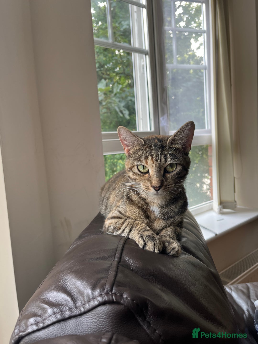 Mixed Breed cats for sale: 🌸 Meet Nala – ready soon for her forever home! 🌸 - Image 1