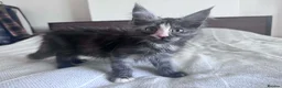 Maine Coon cats for sale: Purebred Maine Coon Kittens, TICA registered - Advert 8