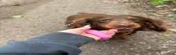Dachshund dogs for sale: Dashound puppys  - Advert 4