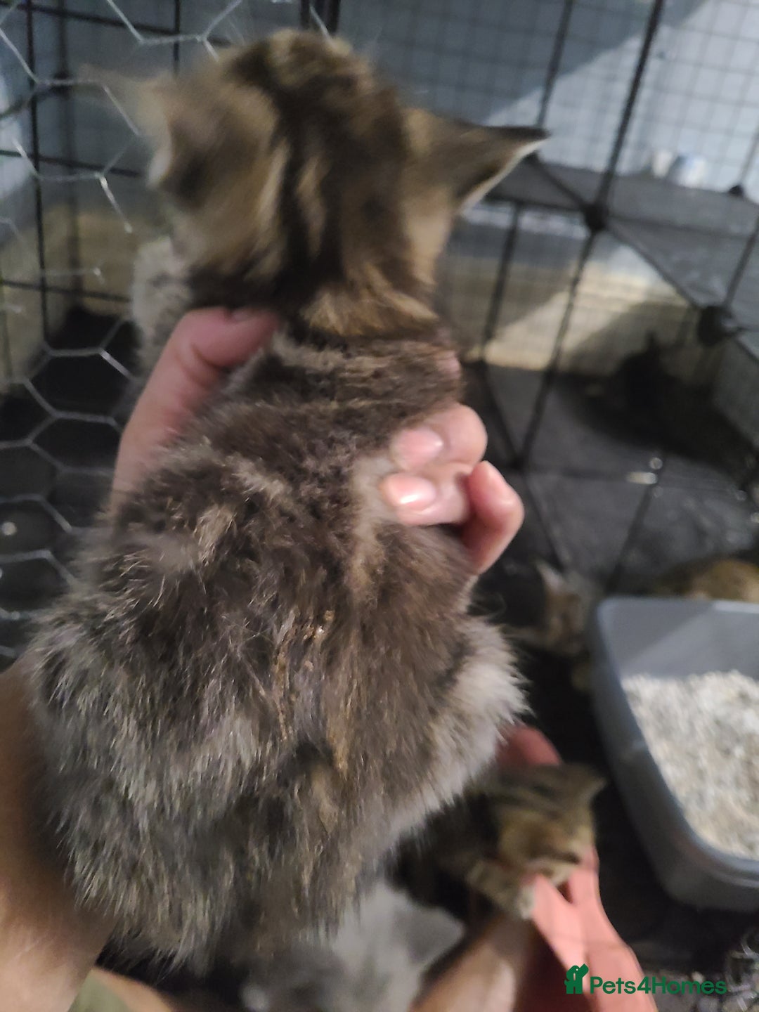 Ragdoll cats for sale: Kittens for sale - Image 25
