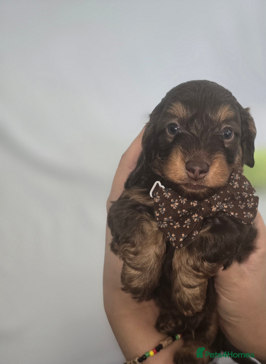 Doxiepoo dogs for sale: Adorable PRA clear daxipoos hypoallergenic  - Image 15