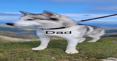 Siberian Husky dogs - Advert 10