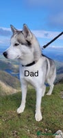 Siberian Husky dogs - Advert 10