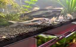 Corys fish for sale: albino x bronze cory dora babys - Image 2
