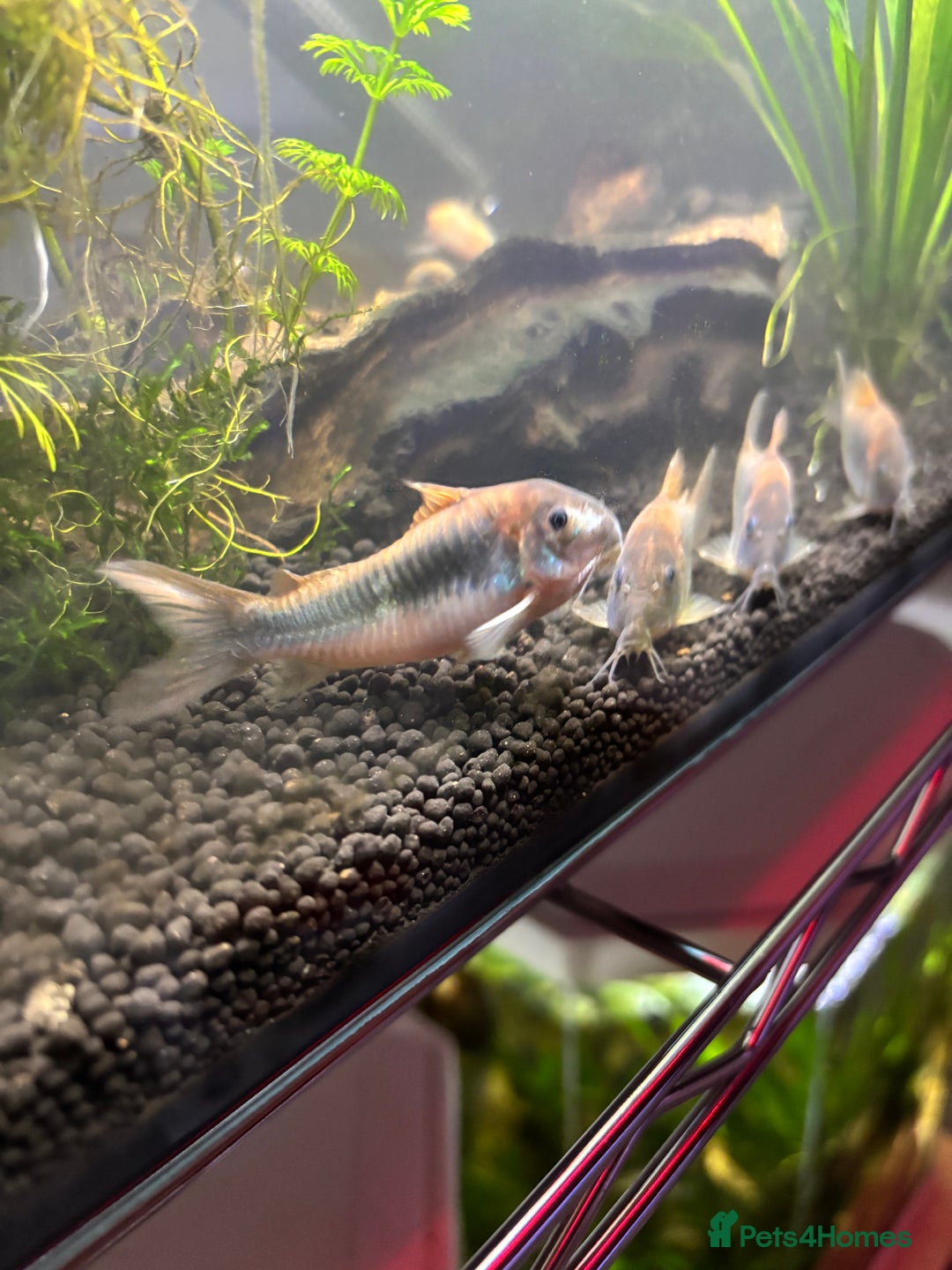 Corys fish for sale: albino x bronze cory dora babys - Image 2