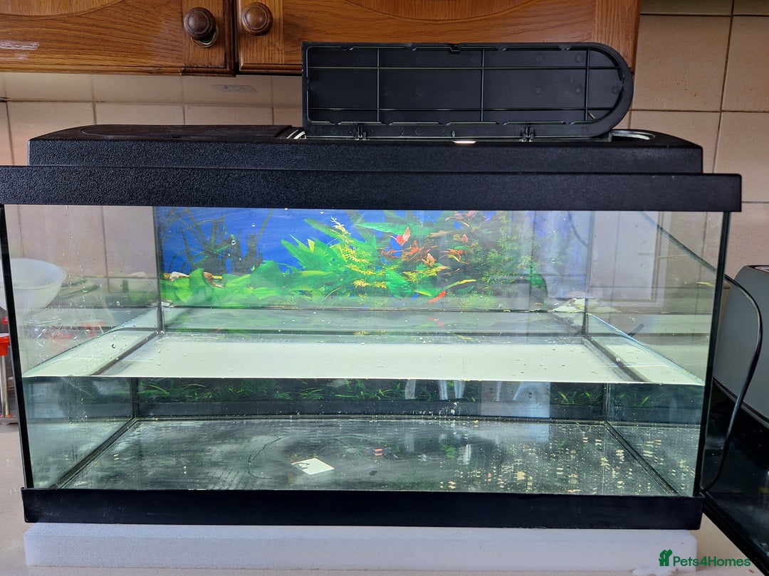 Other/Mixed Breed fish for sale: 60ltr Fishtank with Accessories Only - Image 10