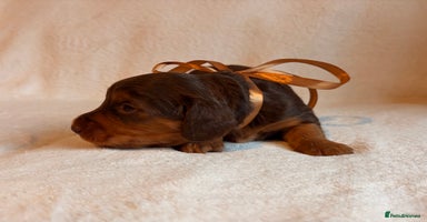 Miniature Dachshund dogs - Advert 9