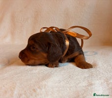 Miniature Dachshund dogs - Advert 9