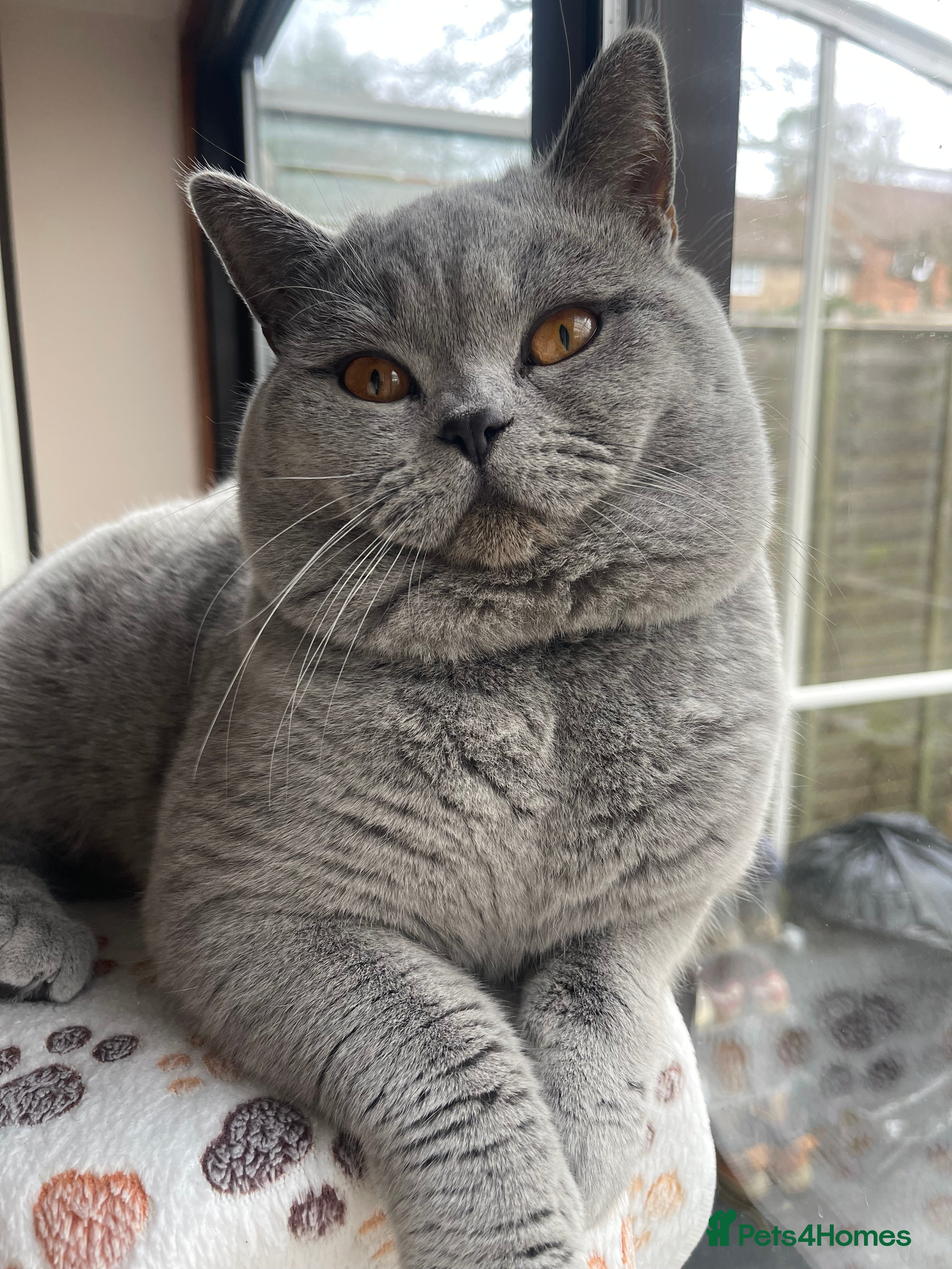 British Shorthair cats BSH Stud - Available for stud service only  - Advert 13