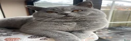 British Shorthair cats for stud: Blue British Shorthair Stud Available for service - Advert 3