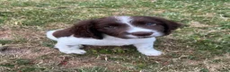 Sprocker dogs for sale: Working Sprocker Puppy - Advert 7