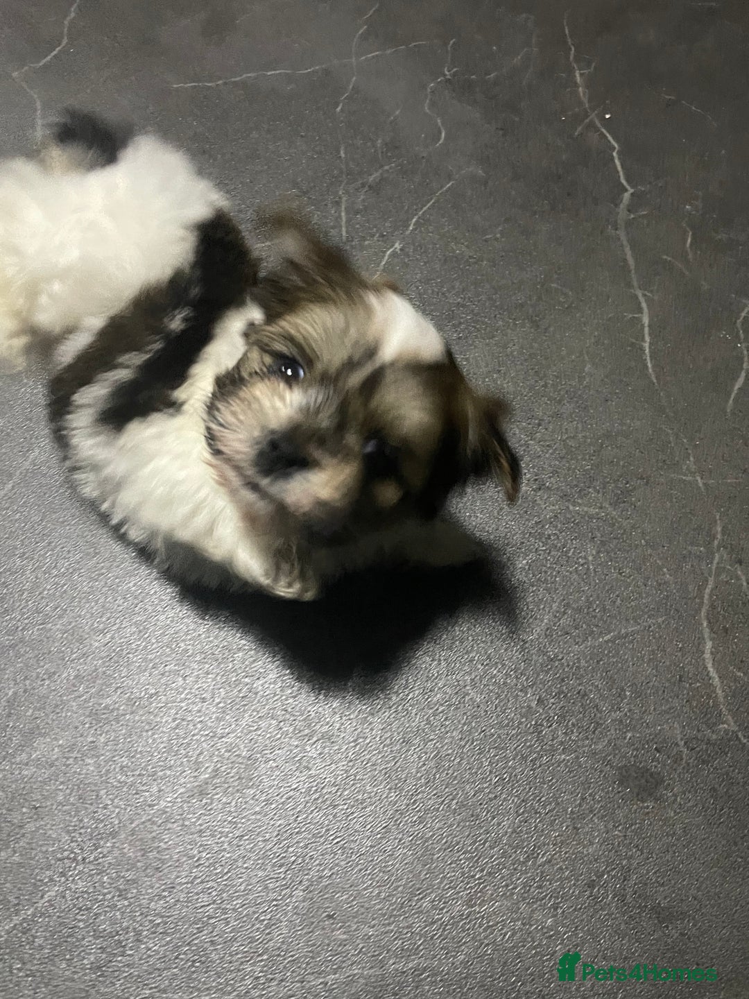 Shih Tzu dogs for sale: Beautiful  **  tiny Shihtzu male  - Advert 3