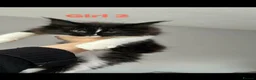 Maine Coon cats for sale: Maincoone kittens  - Advert 10