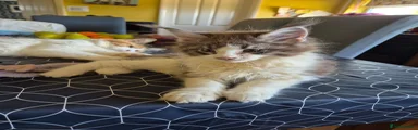Maine Coon 1