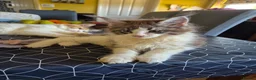 Maine Coon cats for sale: Tica Registered Kittens - Advert 5
