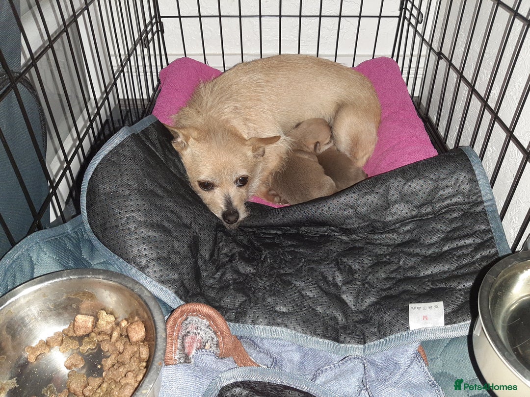 Mixed Breed dogs for sale: Male Chihuahua puppies for sale - Advert 4