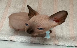 Sphynx cats for sale: Four beautiful Sphynx kittens for sale 🤍 - Image 11