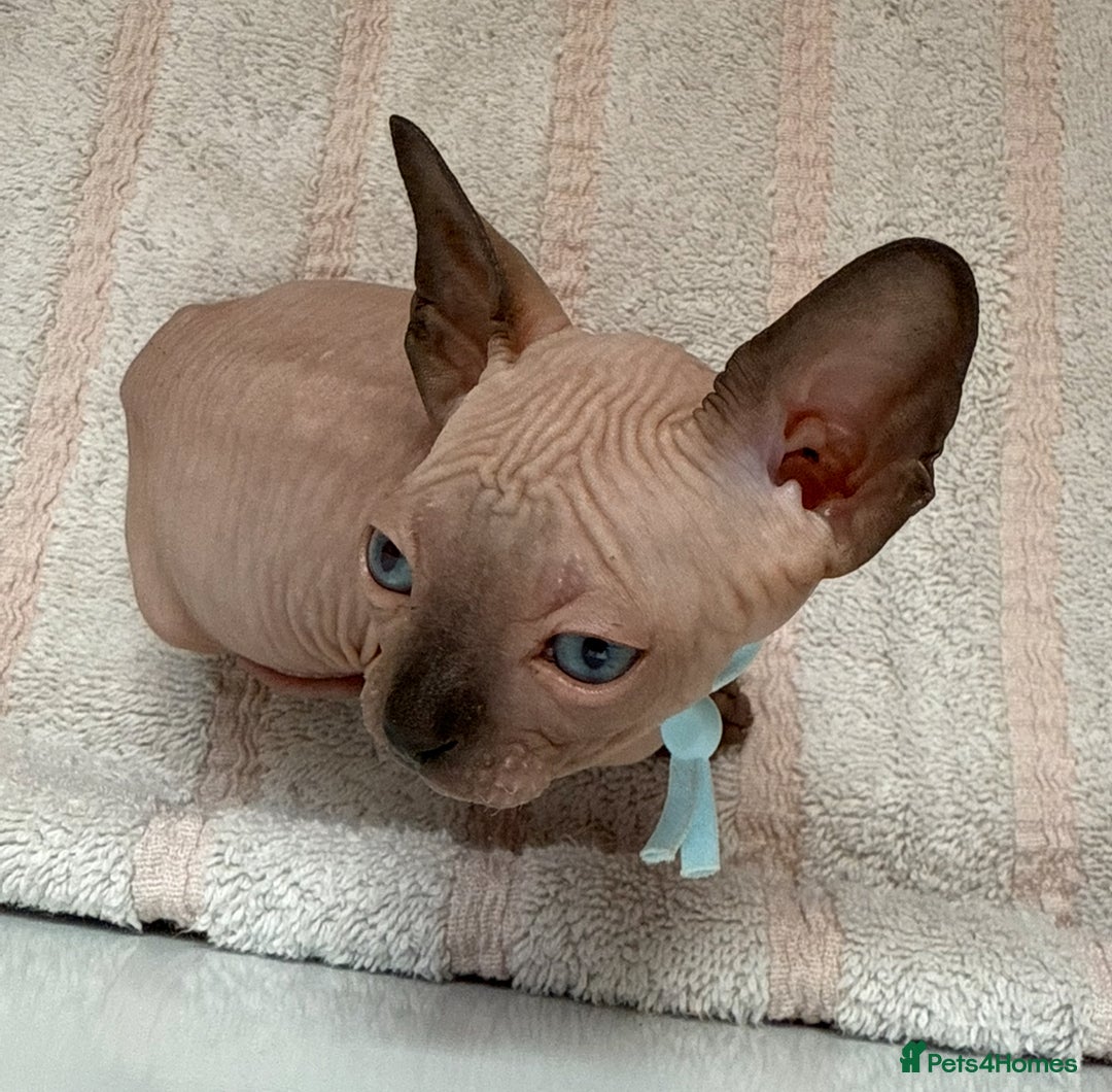 Sphynx cats for sale: Four beautiful Sphynx kittens for sale 🤍 - Image 11