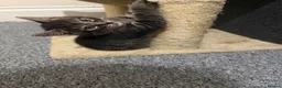 Mixed Breed cats for sale: Kittens in Plymouth - Advert 7