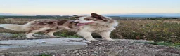 Border Collie dogs for sale: Red Merle and Red/white border collie pups - Advert 19