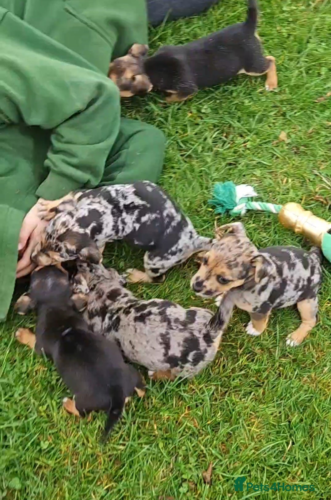 Jack Russell dogs for sale: GORGEOUS JACK RUSSELL PUPPIES  - Image 10