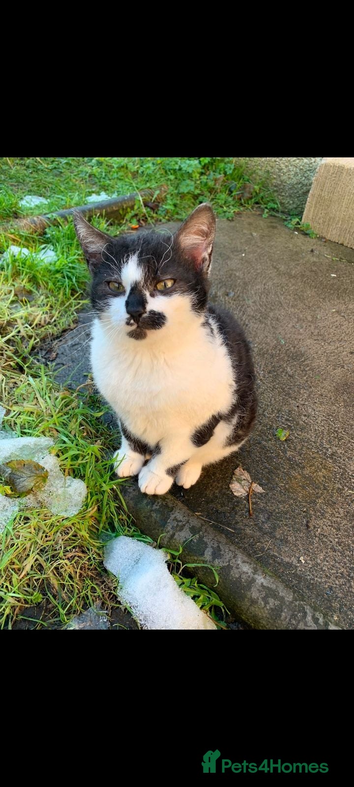 Mixed Breed cats Curly outdoor boy - Advert 6