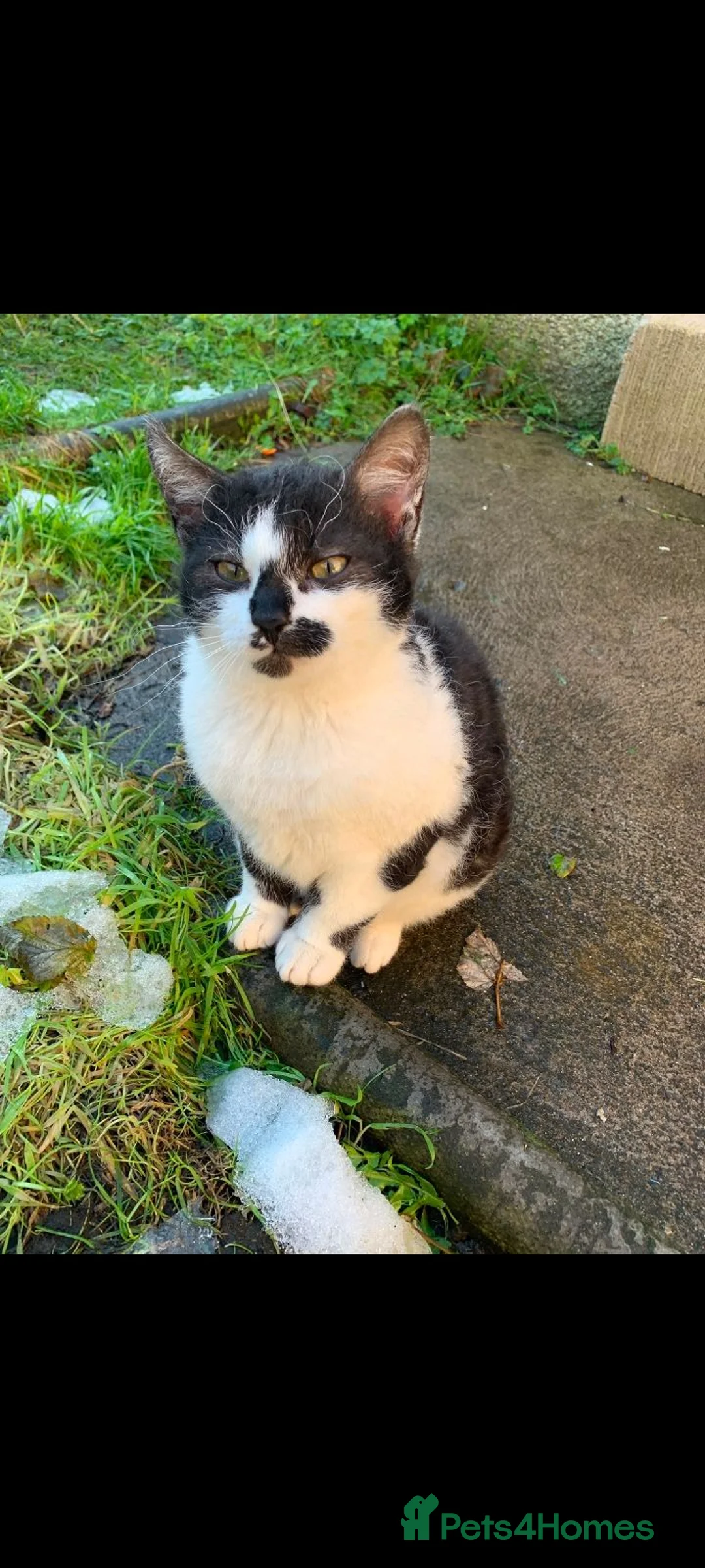Mixed Breed cats for sale: Curly outdoor boy - Advert 1