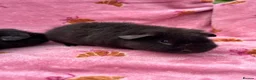 Guinea Pig rodents for sale: 2 Teddy brothers  - Advert 2