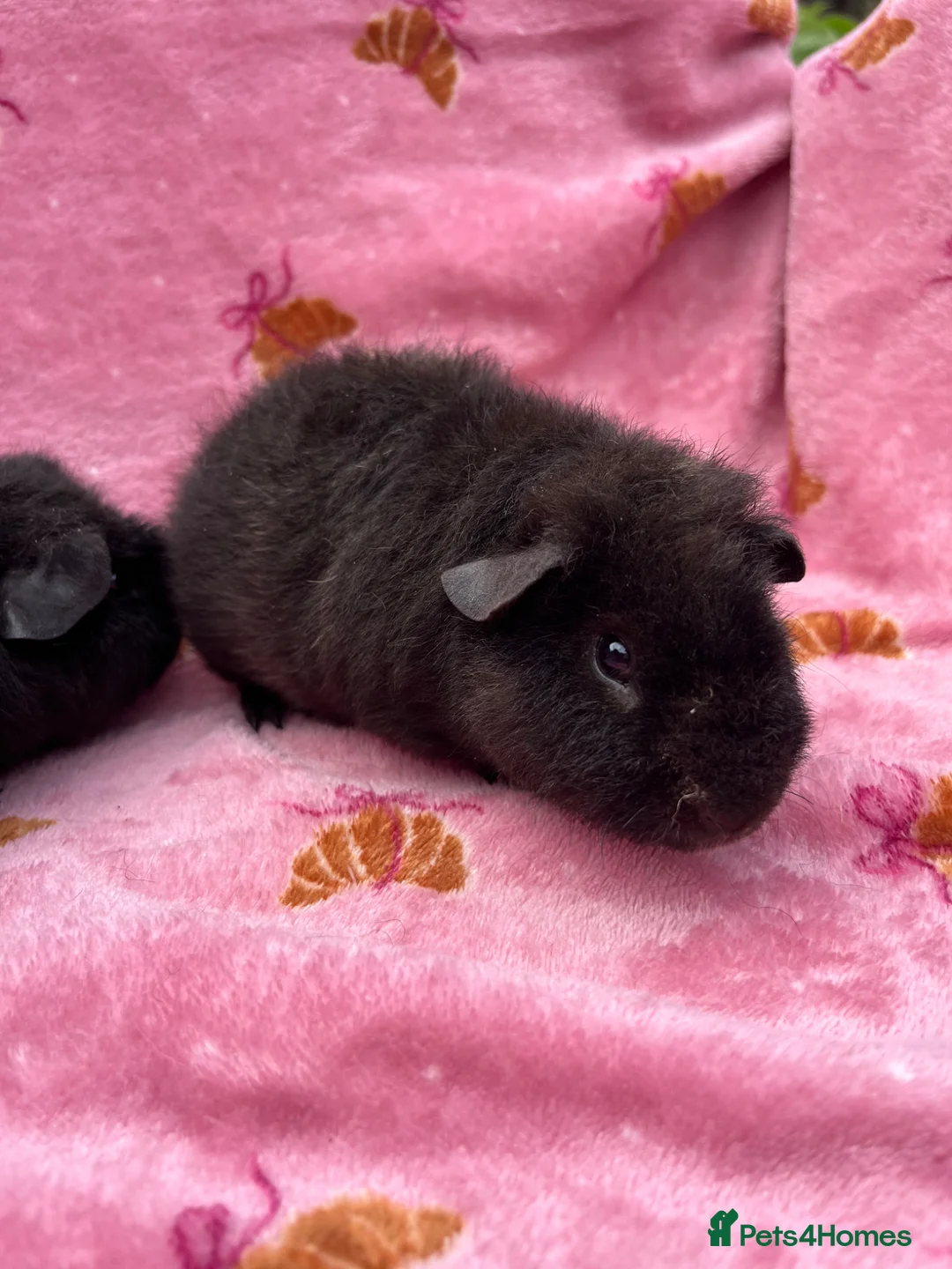 Guinea Pig rodents for sale: 2 Teddy brothers  - Advert 2
