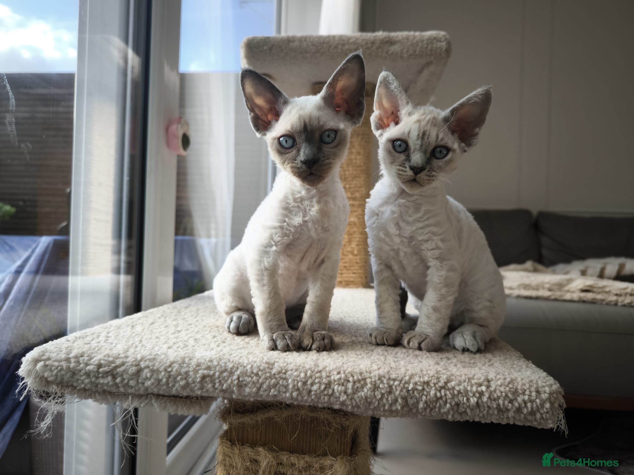 Devon Rex cats Devon Rex💕Blue Point Lynx Girl🩷Blue Point Boy💙 - Advert 1