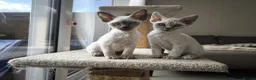 Devon Rex cats for sale: Devon Rex💕Blue Point Lynx Girl🩷 - Advert 2