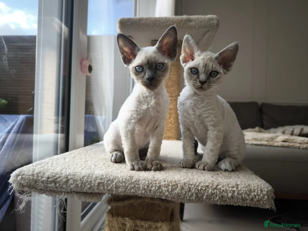 Devon Rex cats for sale: Devon Rex💕Blue Point Lynx Girl🩷 - Advert 2
