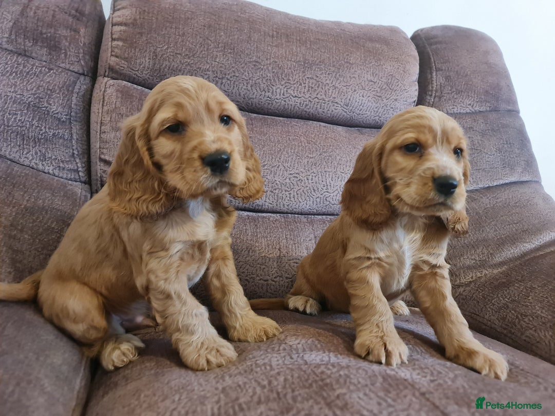 Cocker Spaniel dogs for sale: Golden Cocker Spaniel puppies (boy available) - Advert 3