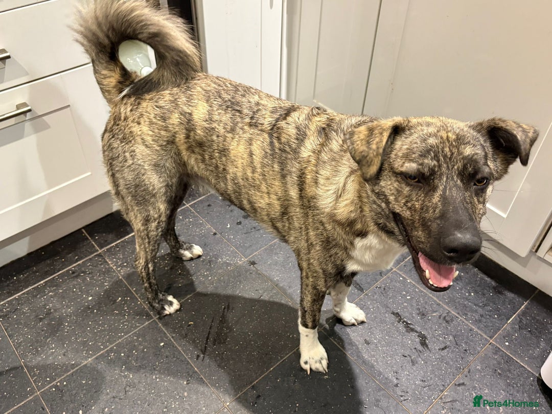 Mixed Breed dogs for adoption: Benji  - Image 3