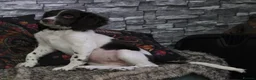 English Springer Spaniel dogs for sale: Orio and her puppies 🐶  in Towcester - Advert 9