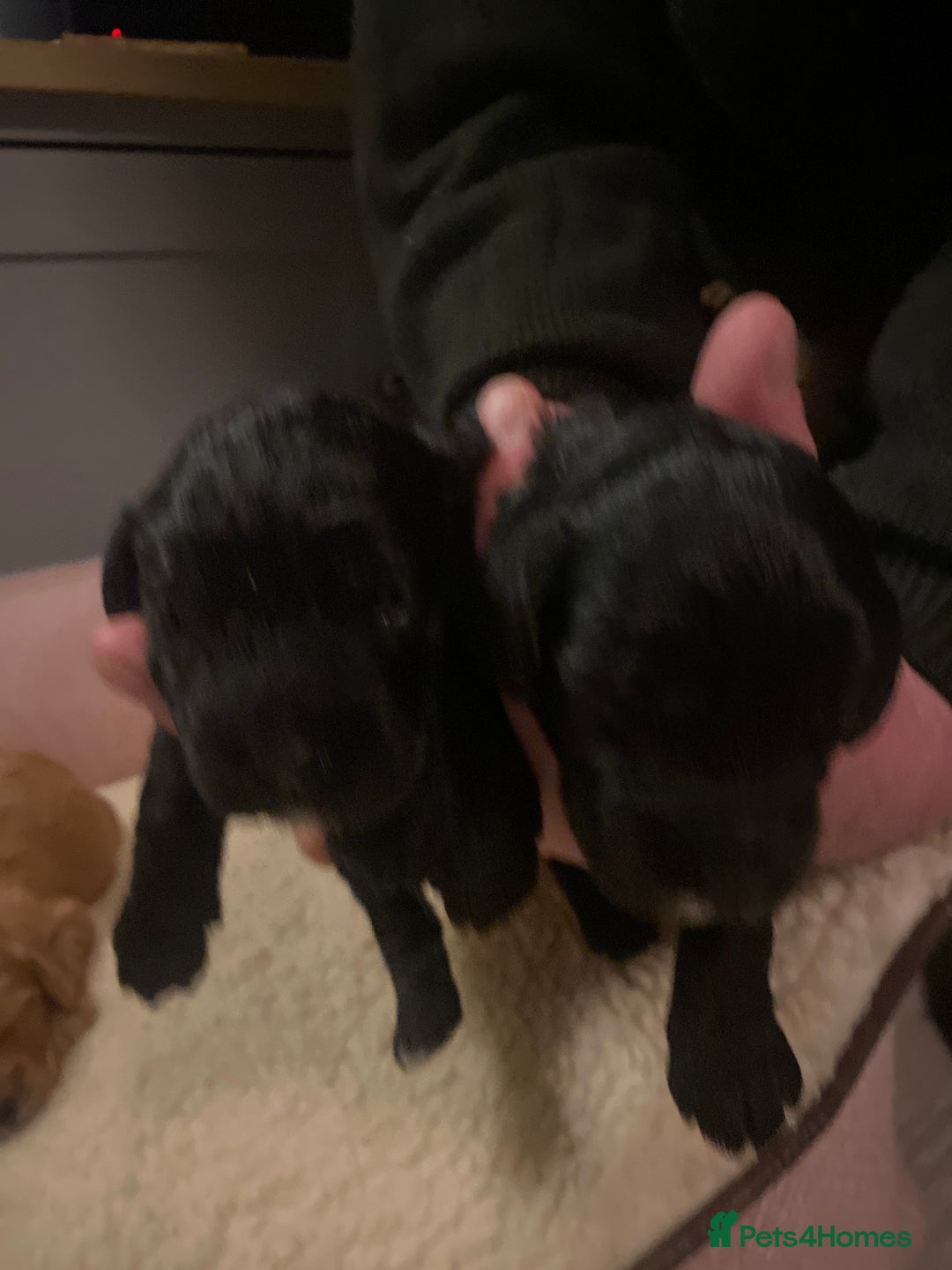 Cockapoo dogs for sale: cockapoo f1 puppies - Advert 6