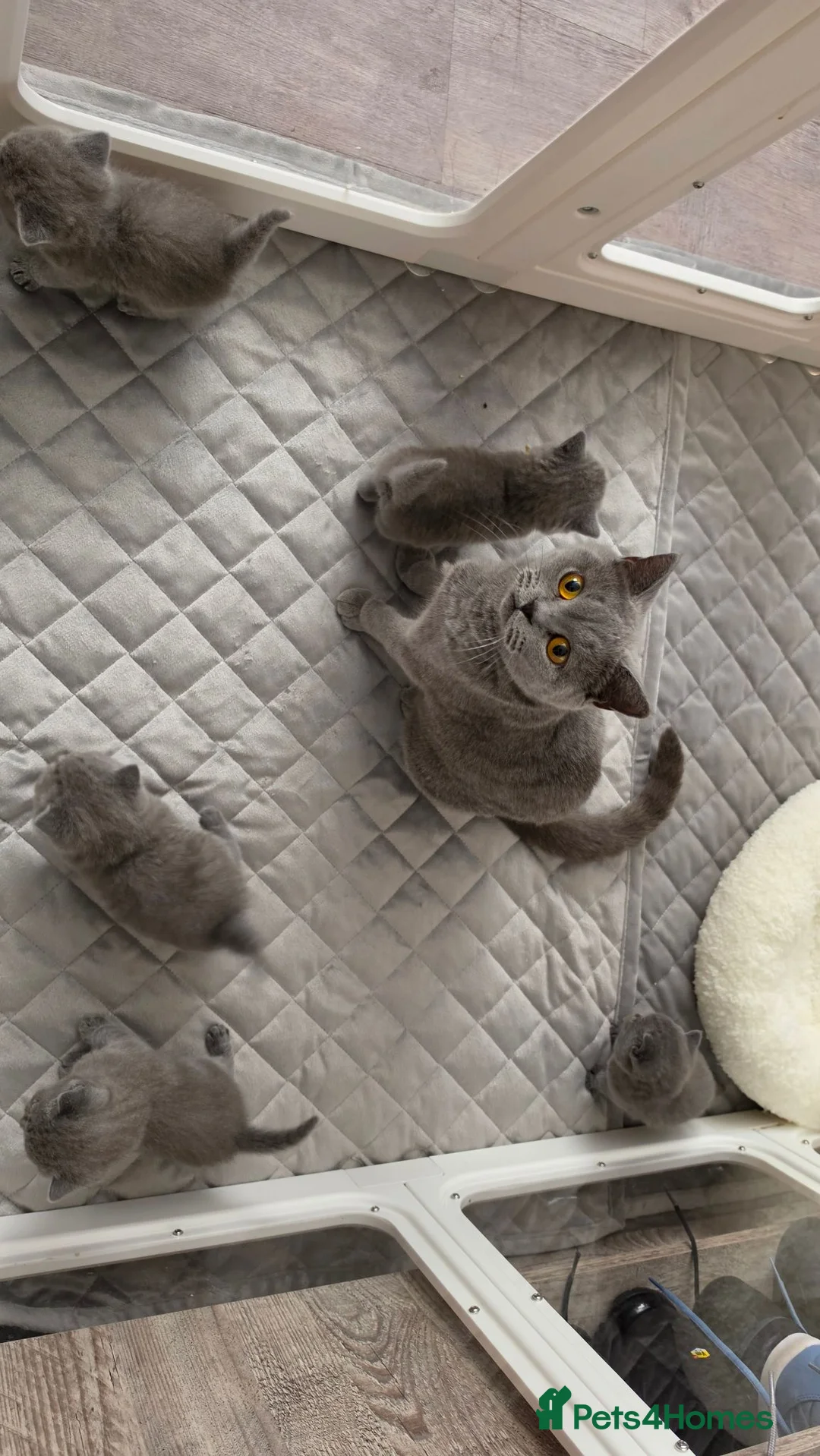 British Shorthair cats for sale: Beautiful blue/ lilac British shorthair kittens  in Peterborough - Advert 12